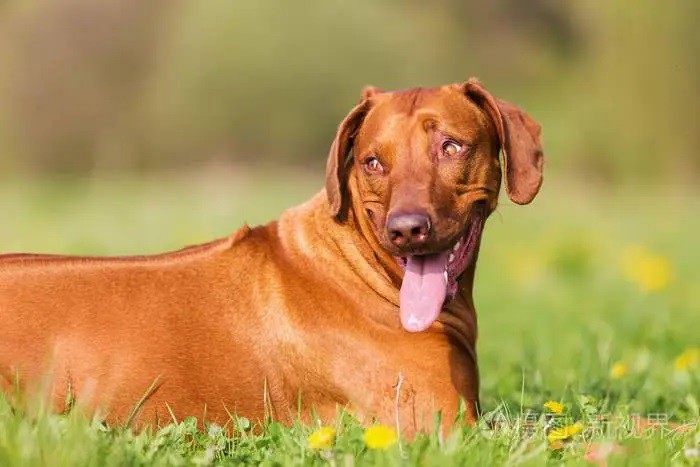 Rhodesian Ridgeback Rhodesian Ridgeback